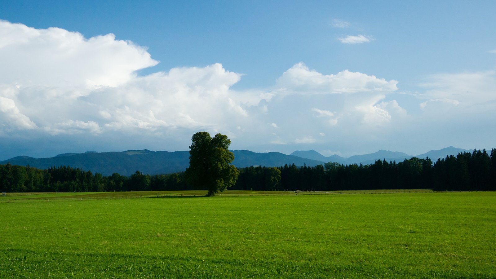 a green field with two animals in it