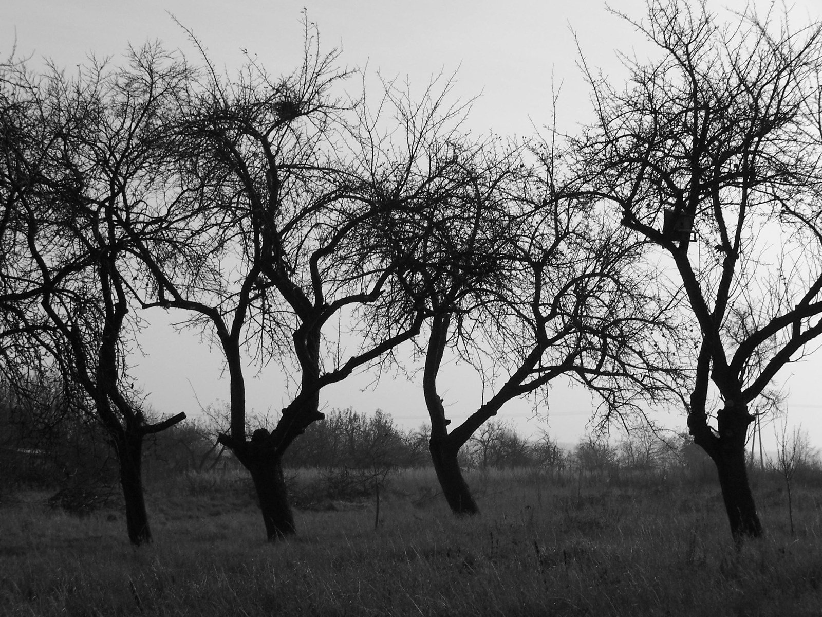 some tall trees that are on a field