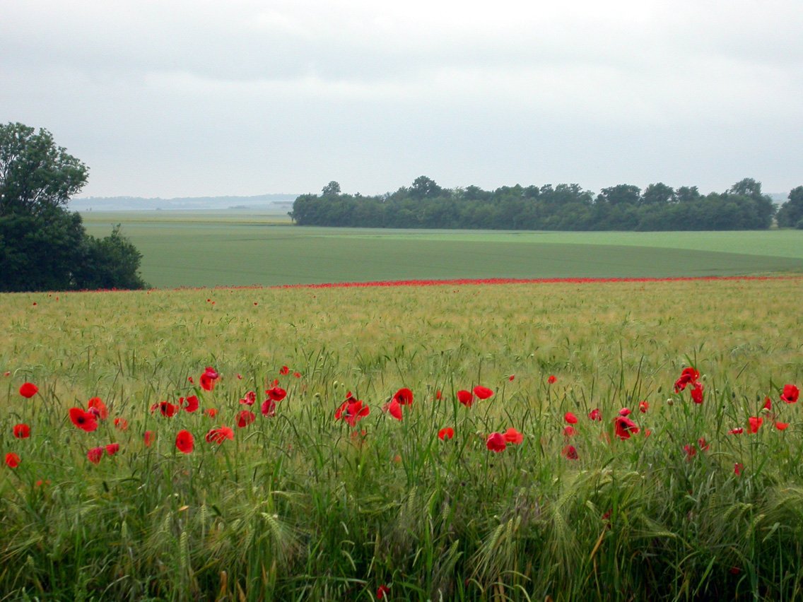 a field with red flowers in the middle