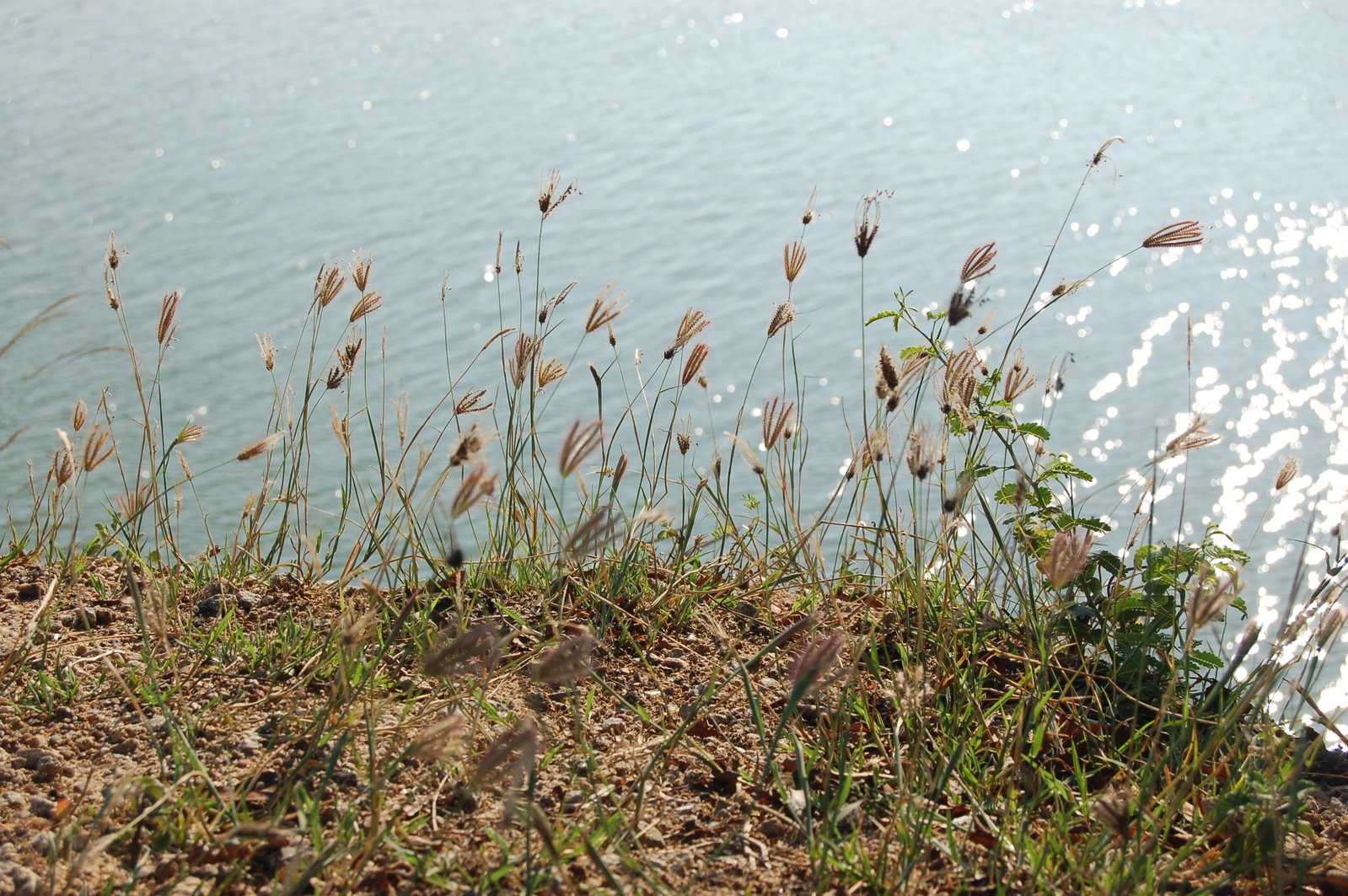 reeds are blowing in the wind in front of water