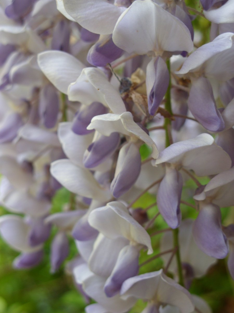 some white and purple flowers hanging from trees