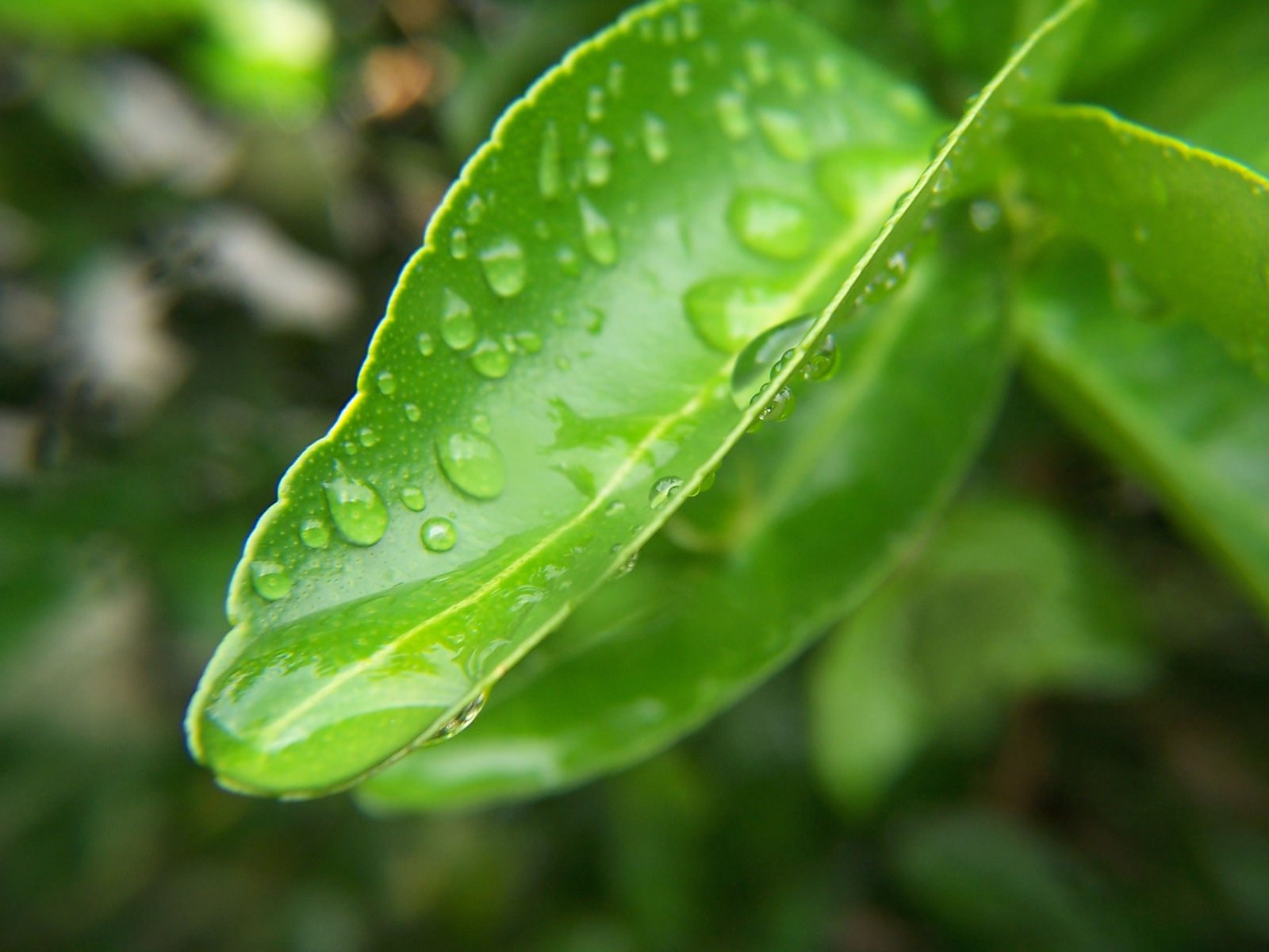 a close - up po of water droplets on a green plant
