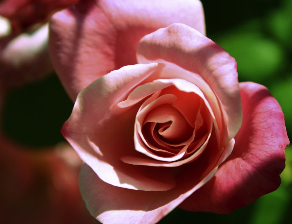 a pink rose in bloom with its buds curled