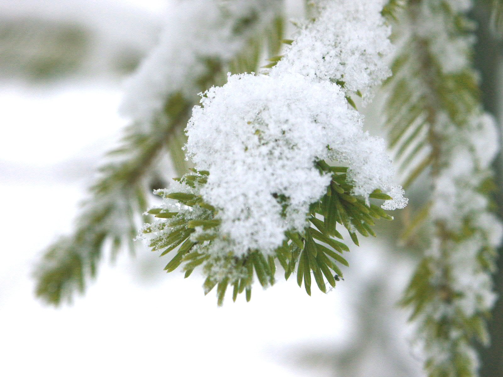 snow on a pine nch is all that is green