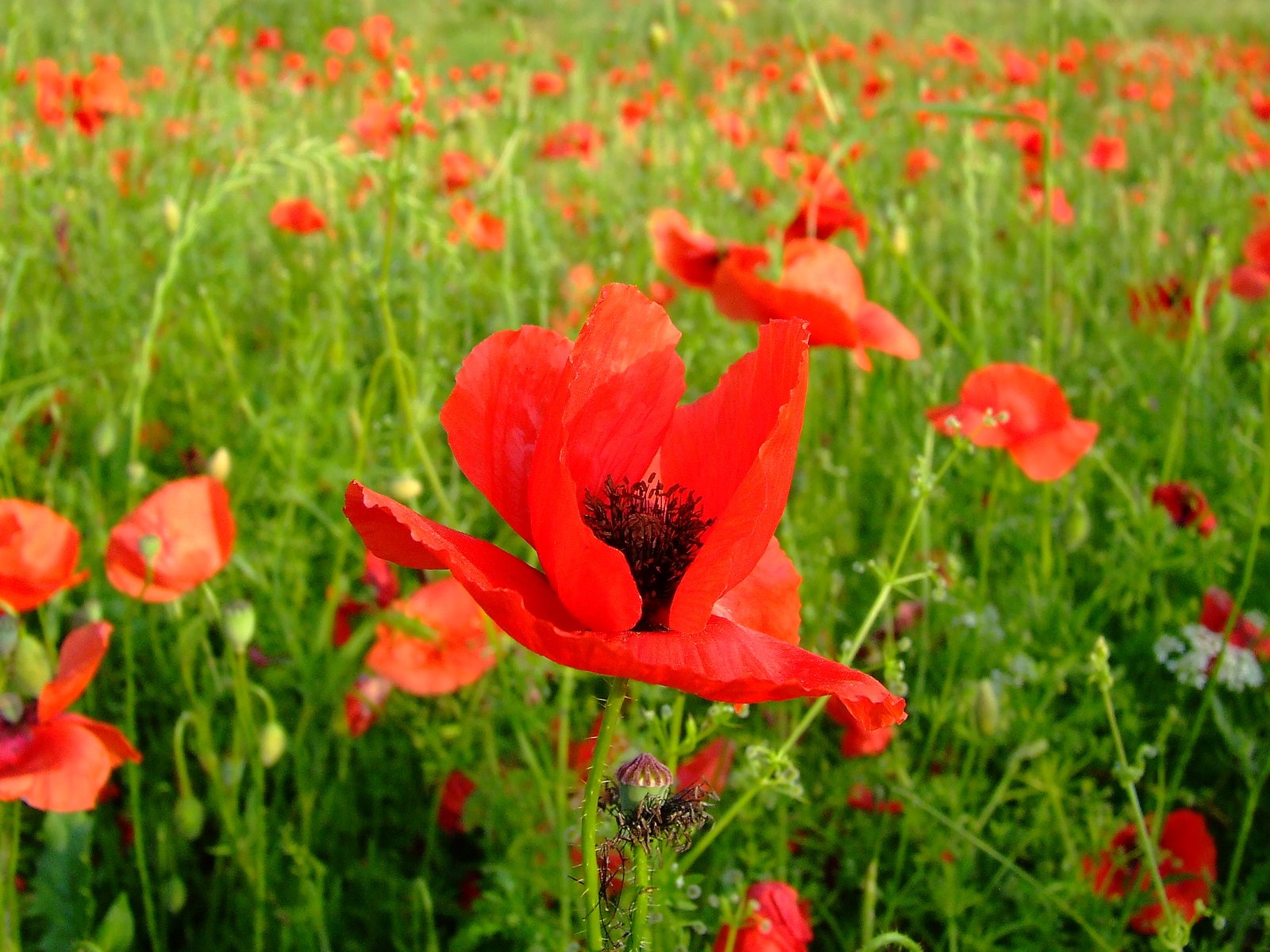 large group of red poppys are in a field