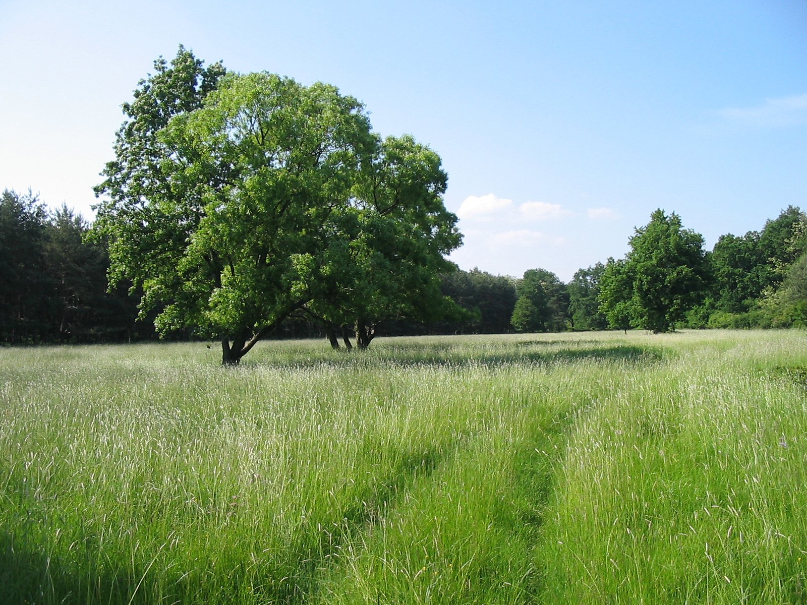 an open field with trees and tall grass
