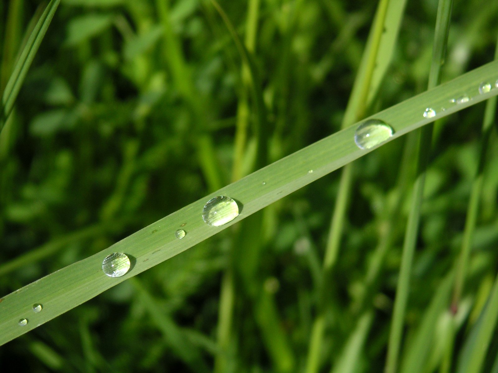 some droplets sitting on a grass leaf in the sun