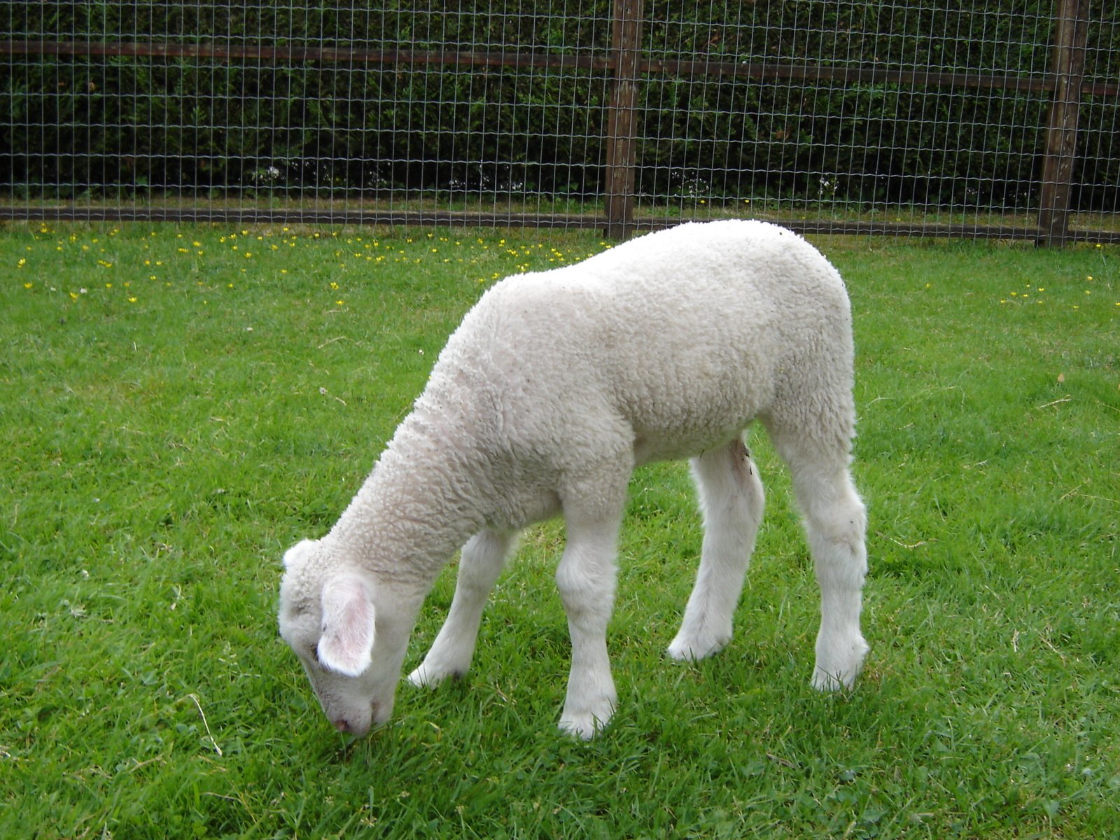 a white lamb eating some grass in a fenced pasture