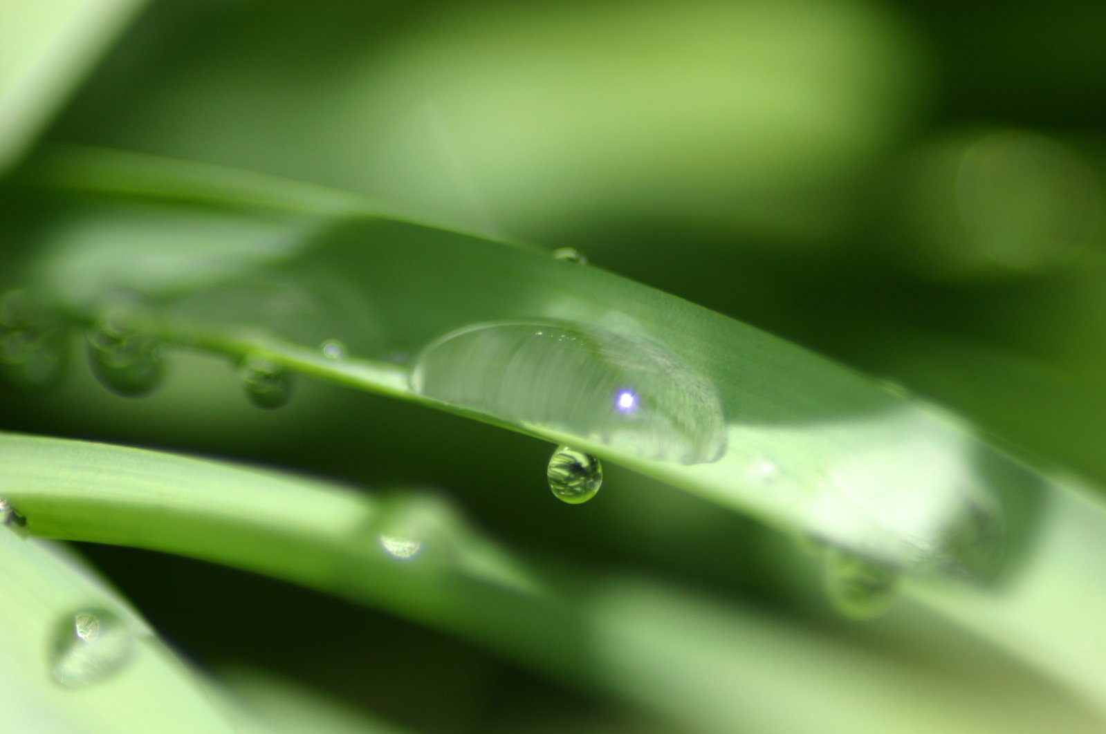 a drop of water on top of green leaves