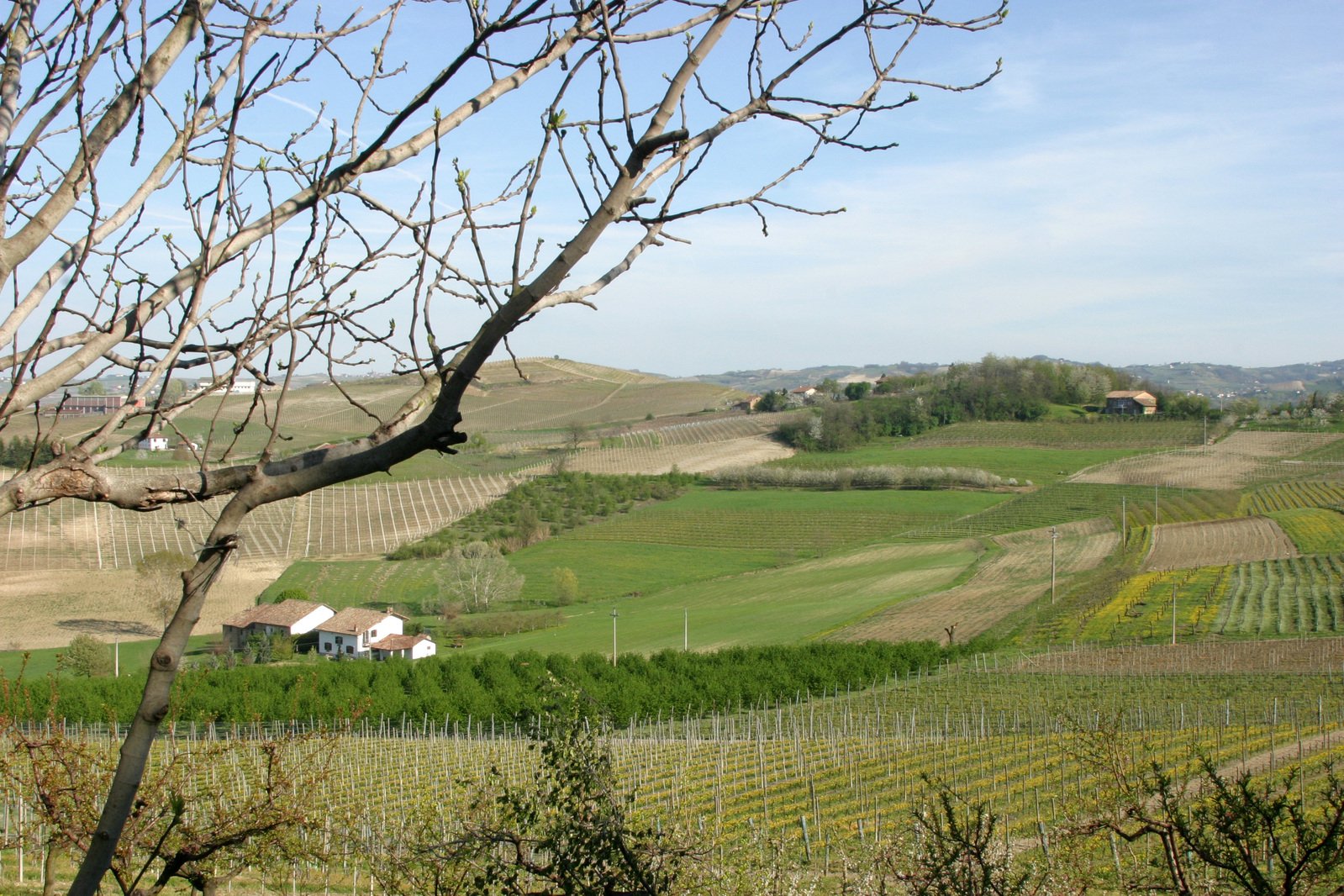 a field of green grass with two white barns in the distance