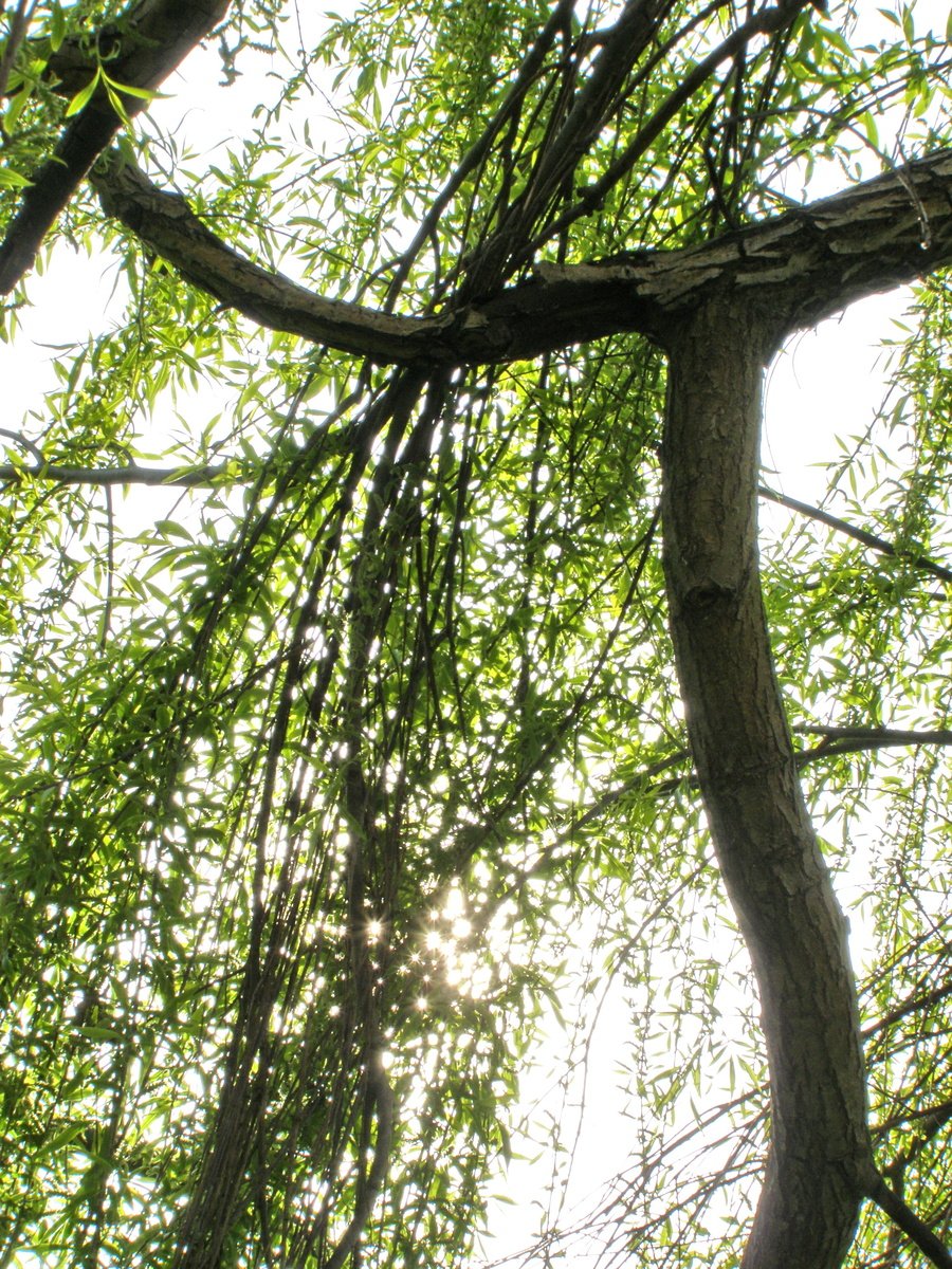 a bird perched in the nch of a tree