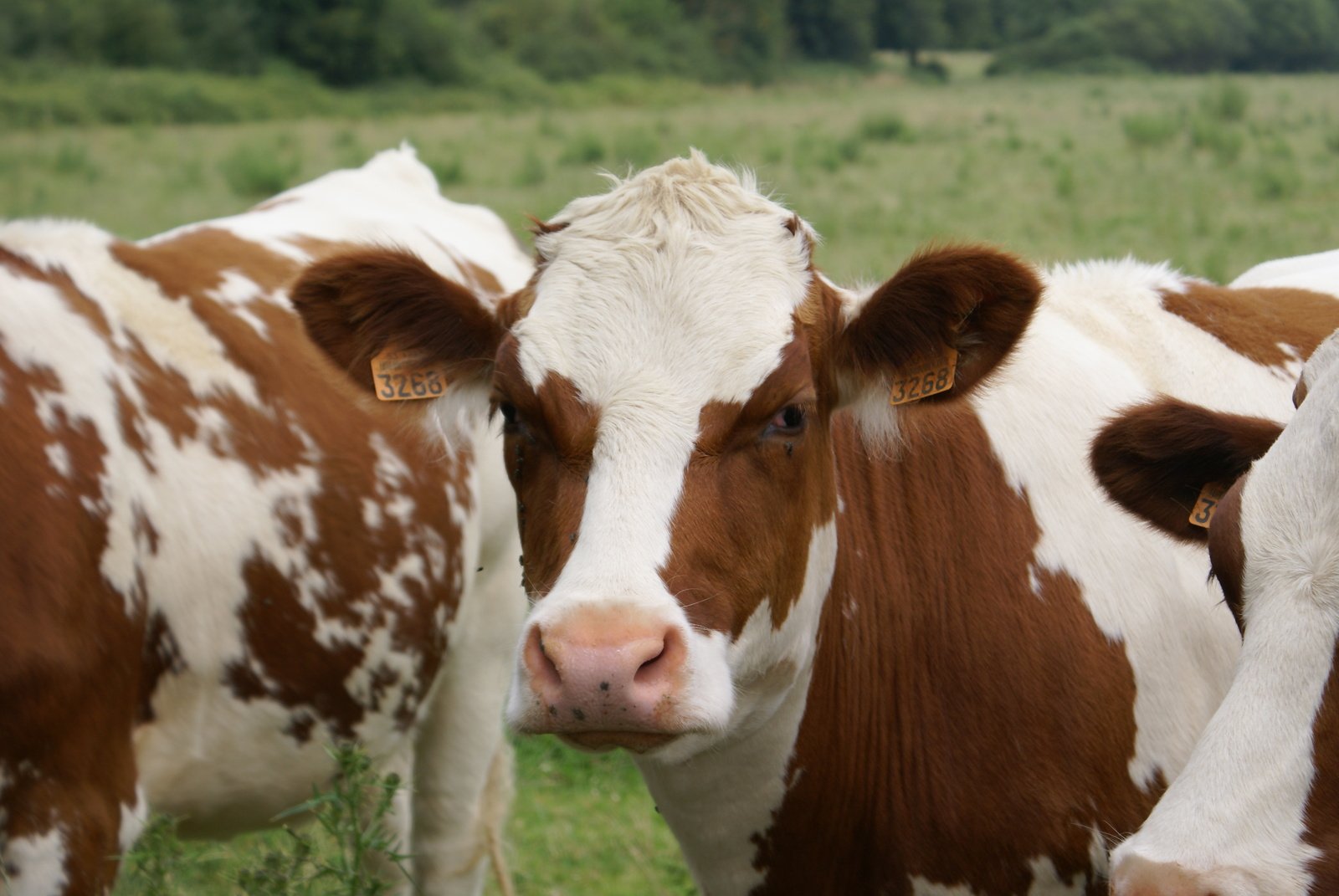 some brown and white cows in a grassy field