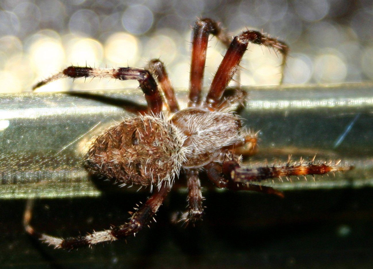 the small spider is sitting on the edge of a glass window