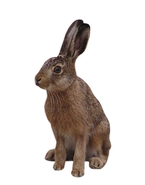 a small rabbit is shown in front of a white background