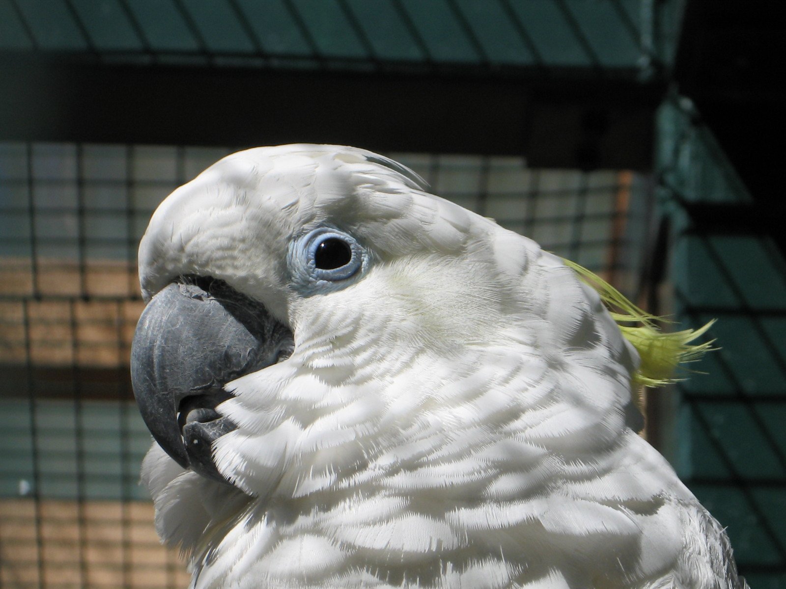 a white cockatoo is sitting outside with its eyes opened