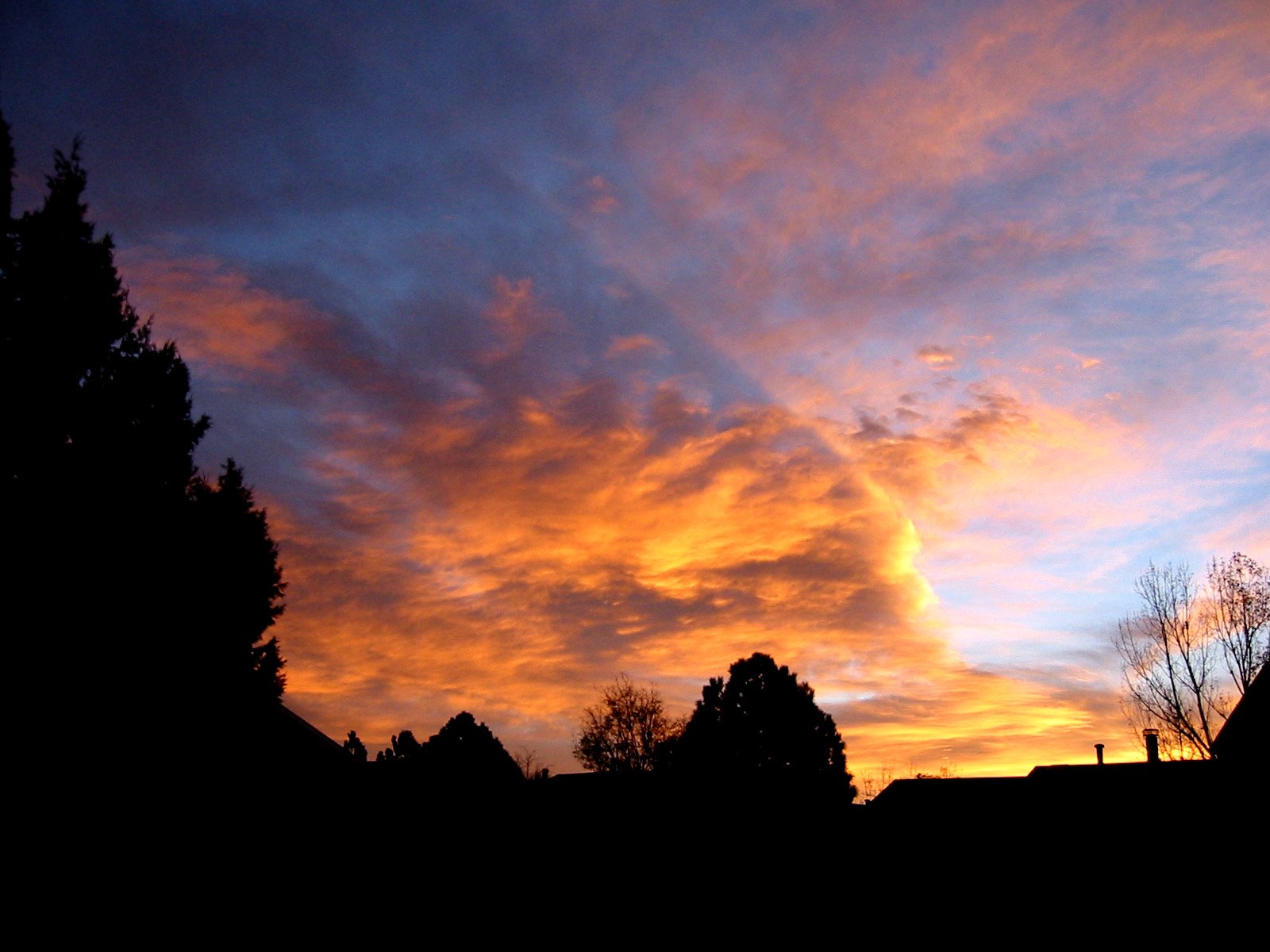 red clouds and trees against a blue sky