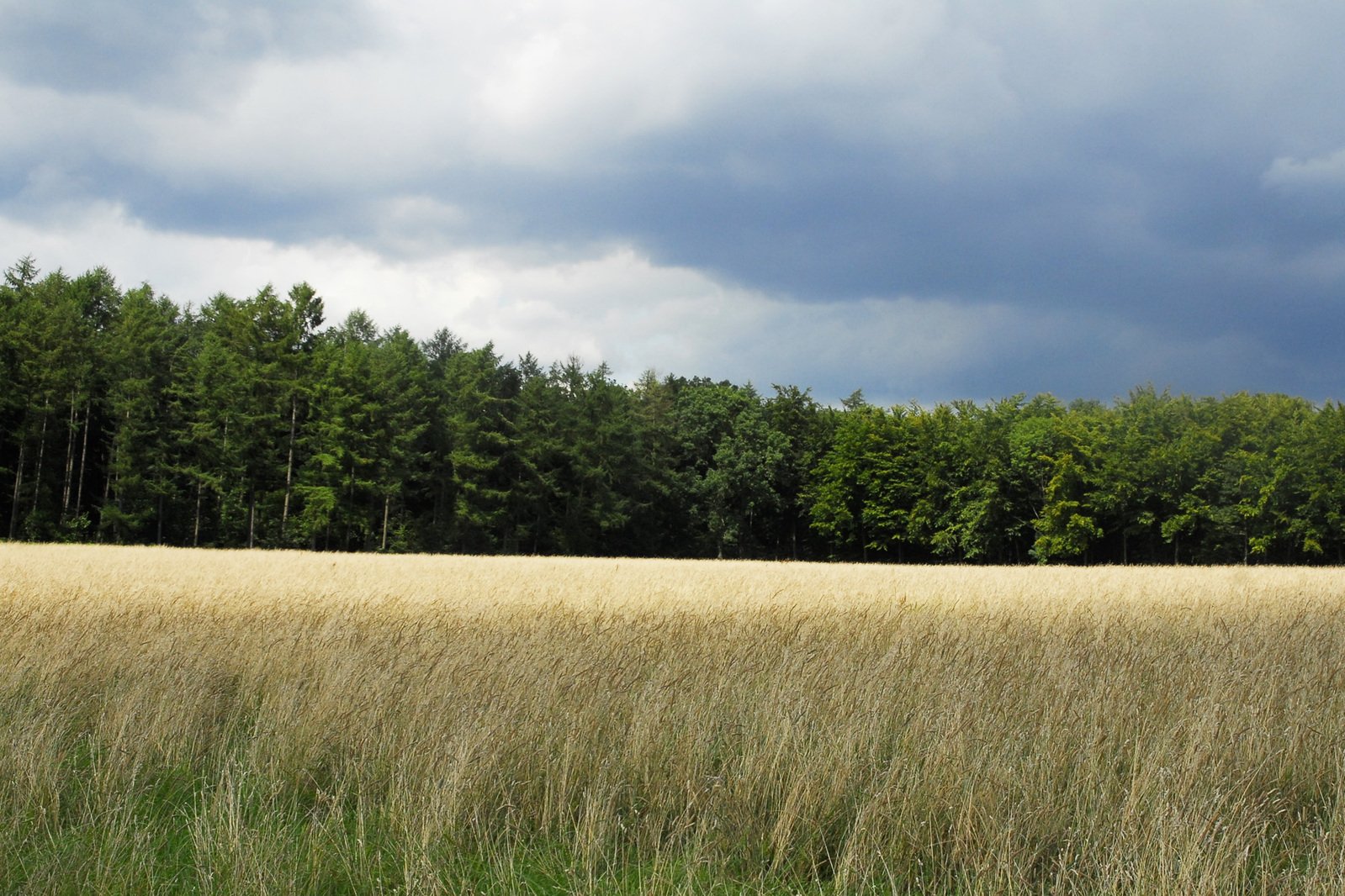 a field with long, thin, tall grass