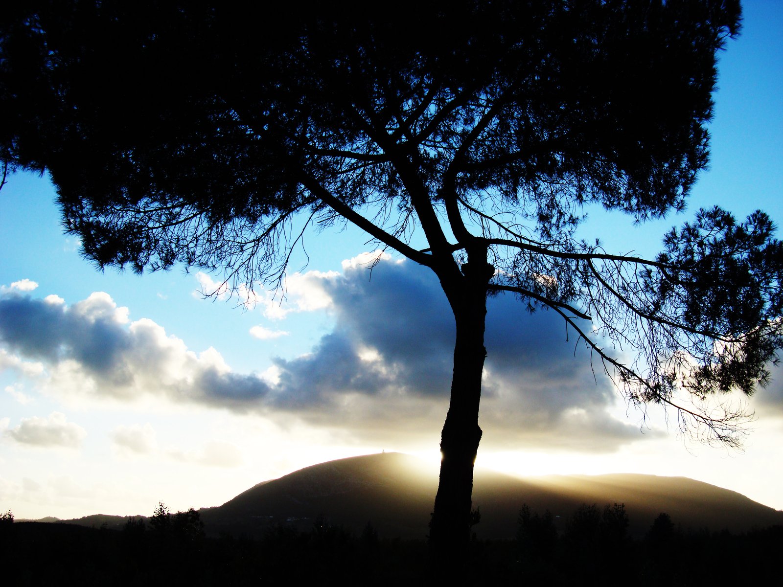 a lone tree sits under some cloudy skies