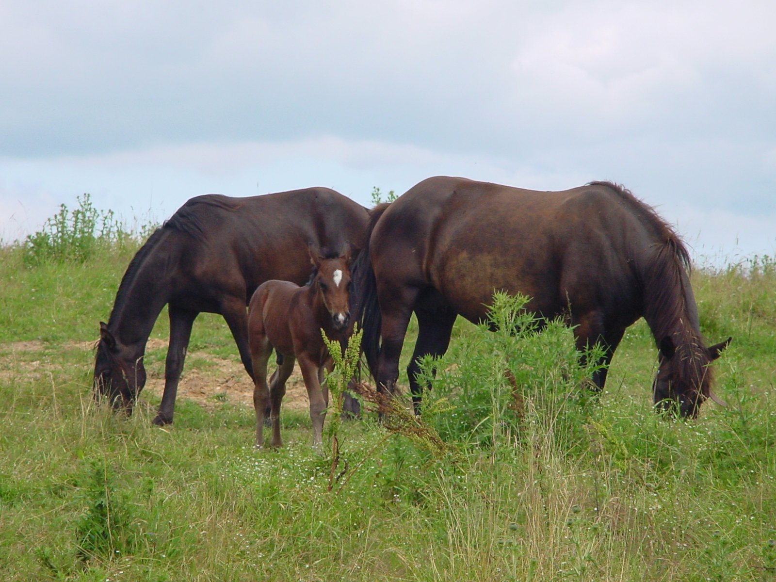 a mother horse and her child eating grass