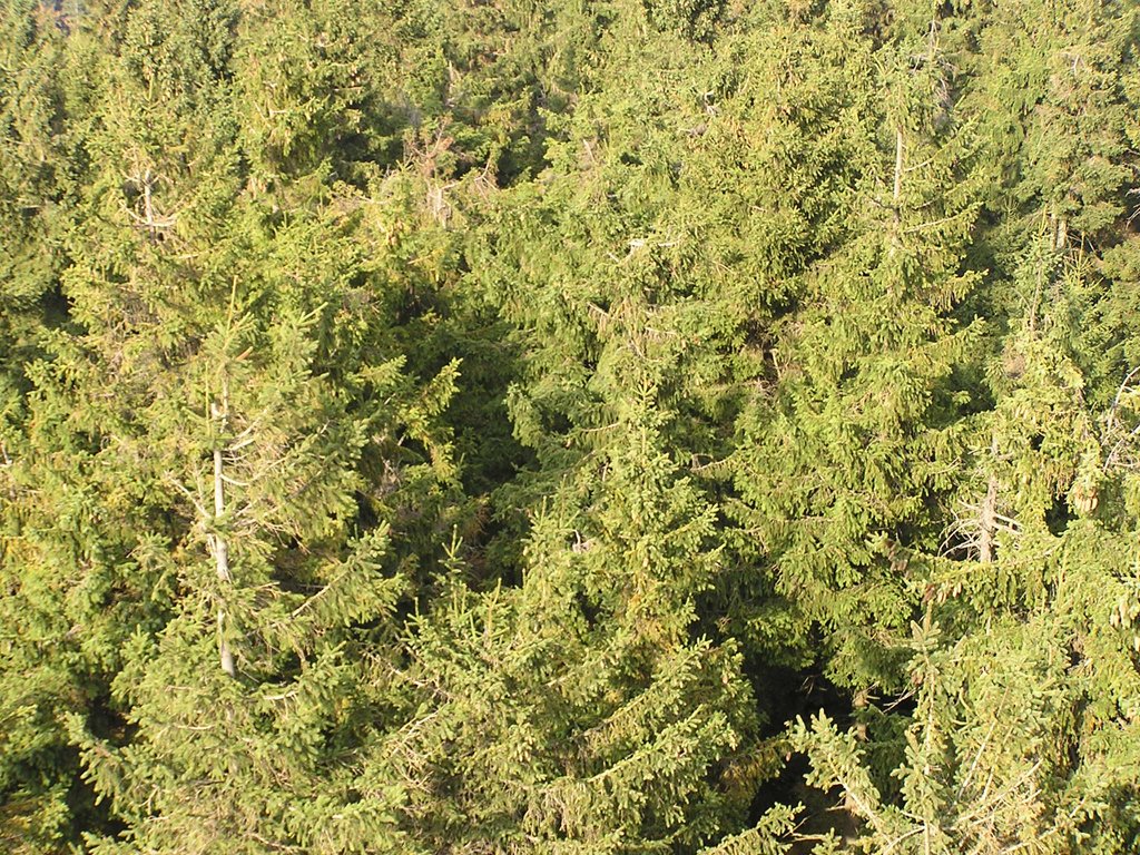 an overhead view of a pine forest looking down at the tops of the trees