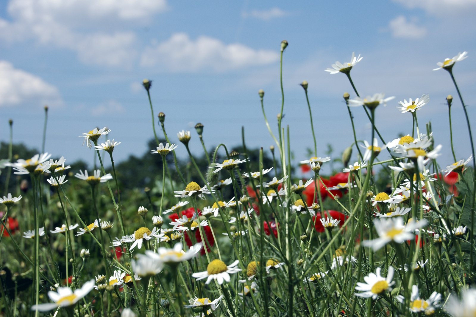 some pretty daisies in the middle of some grass