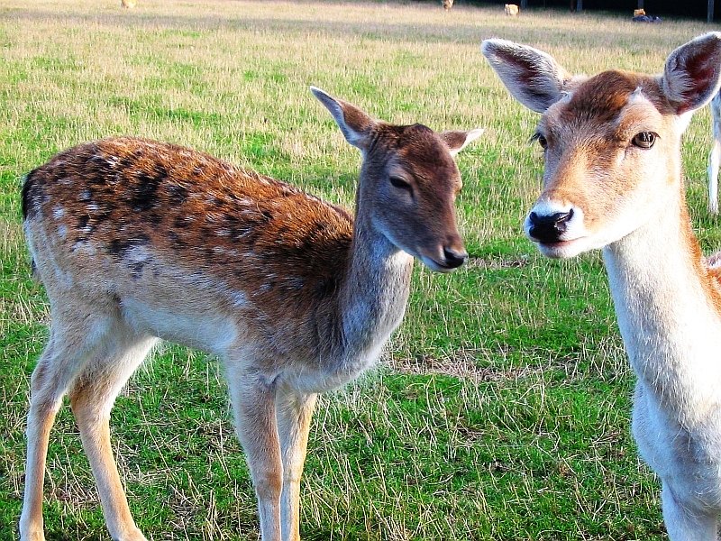 a baby deer is giving another one a kiss