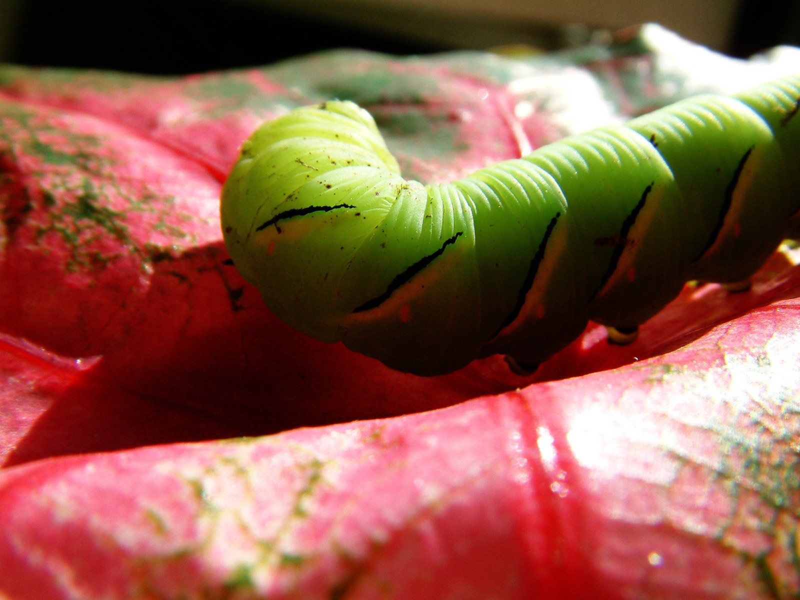 a very cute green caterpillar on top of a red leaf