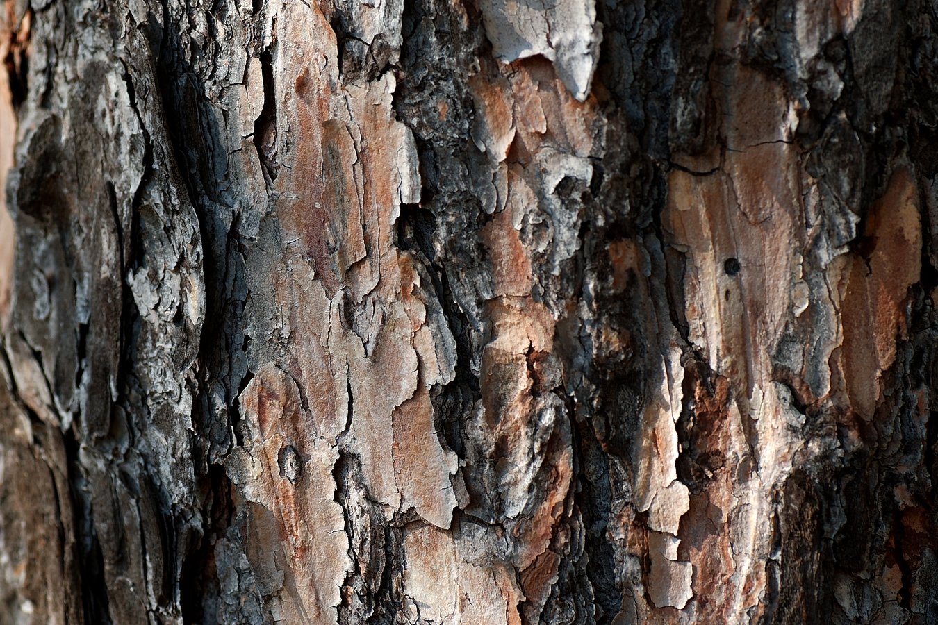 closeup of an old tree with brown and white bark