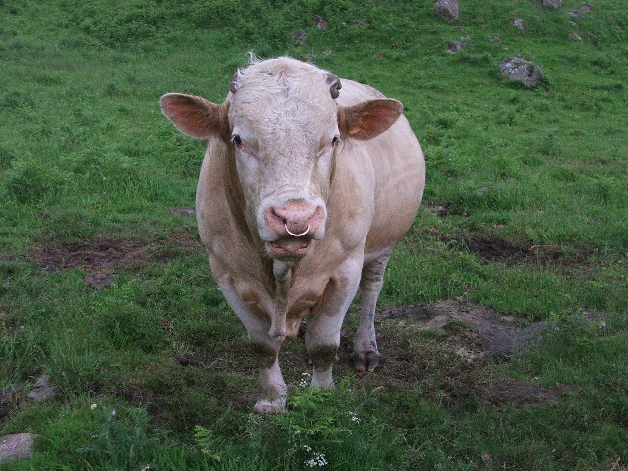 a cow stands in a field near rocks