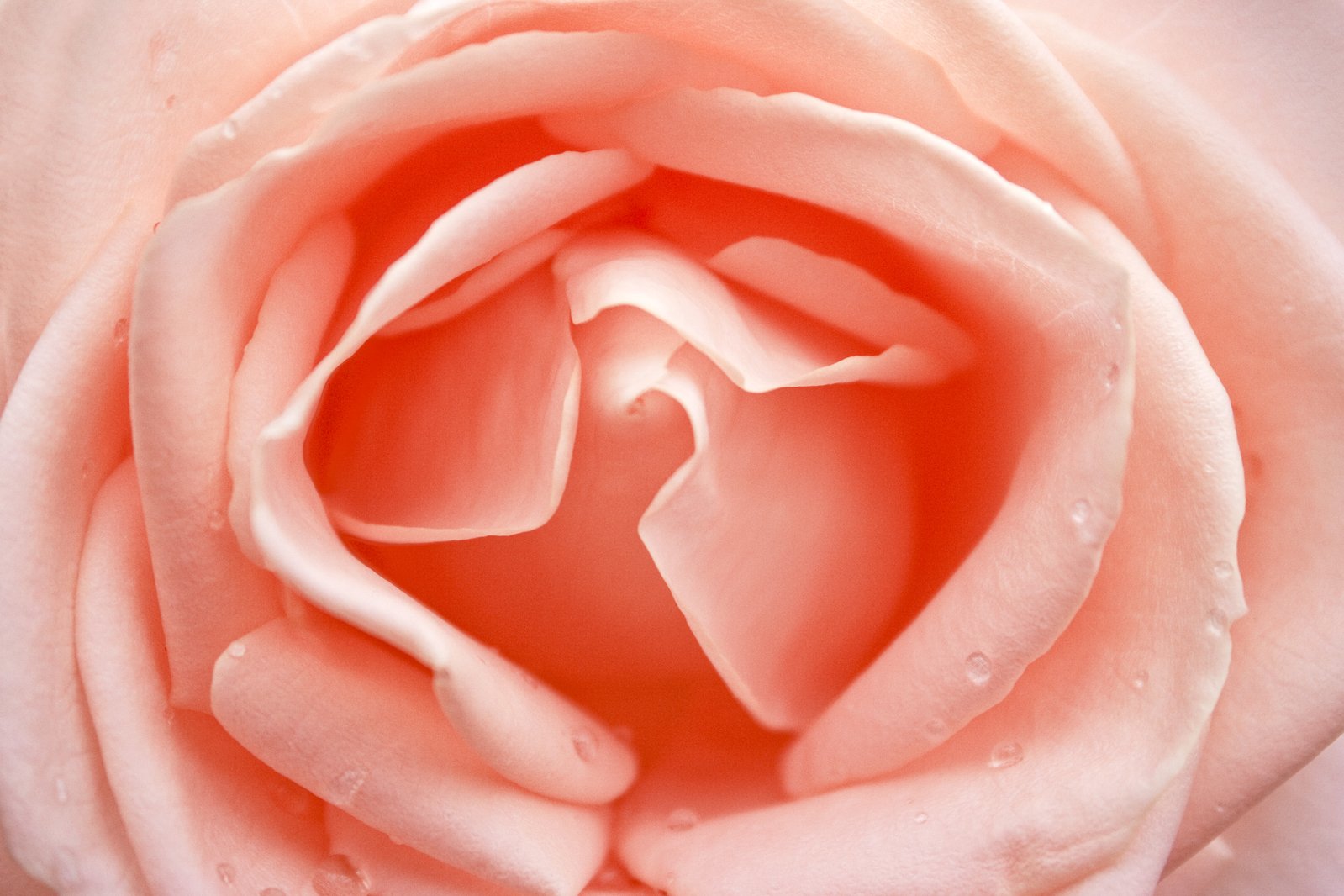 the center of a pink rose with water drops