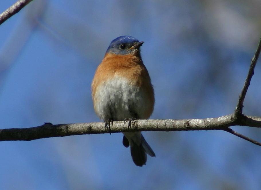 the bird is perched on the nch of the tree