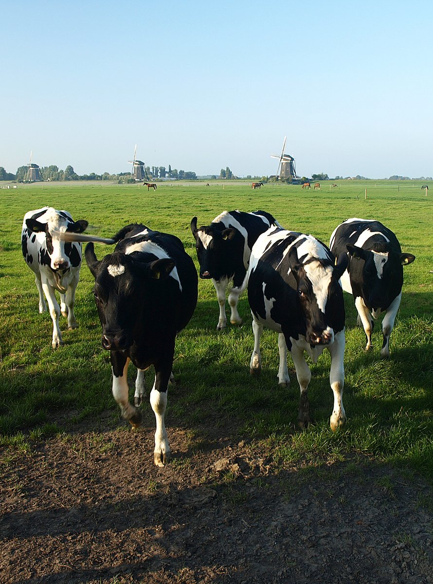 four cows stand on the grassy field in a row
