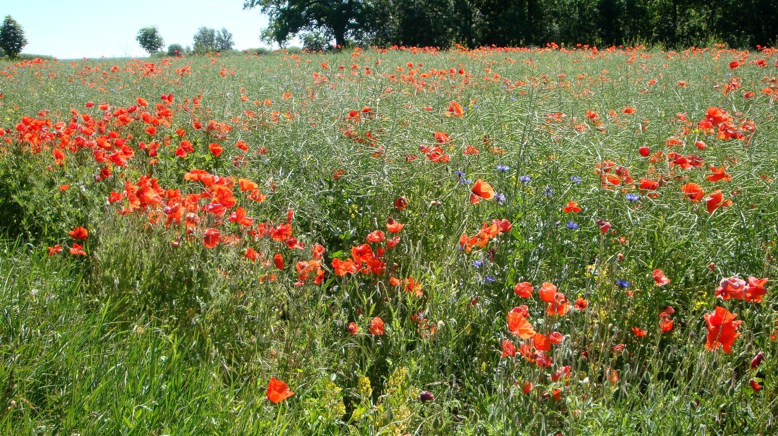 a field full of red flowers on the side of the road