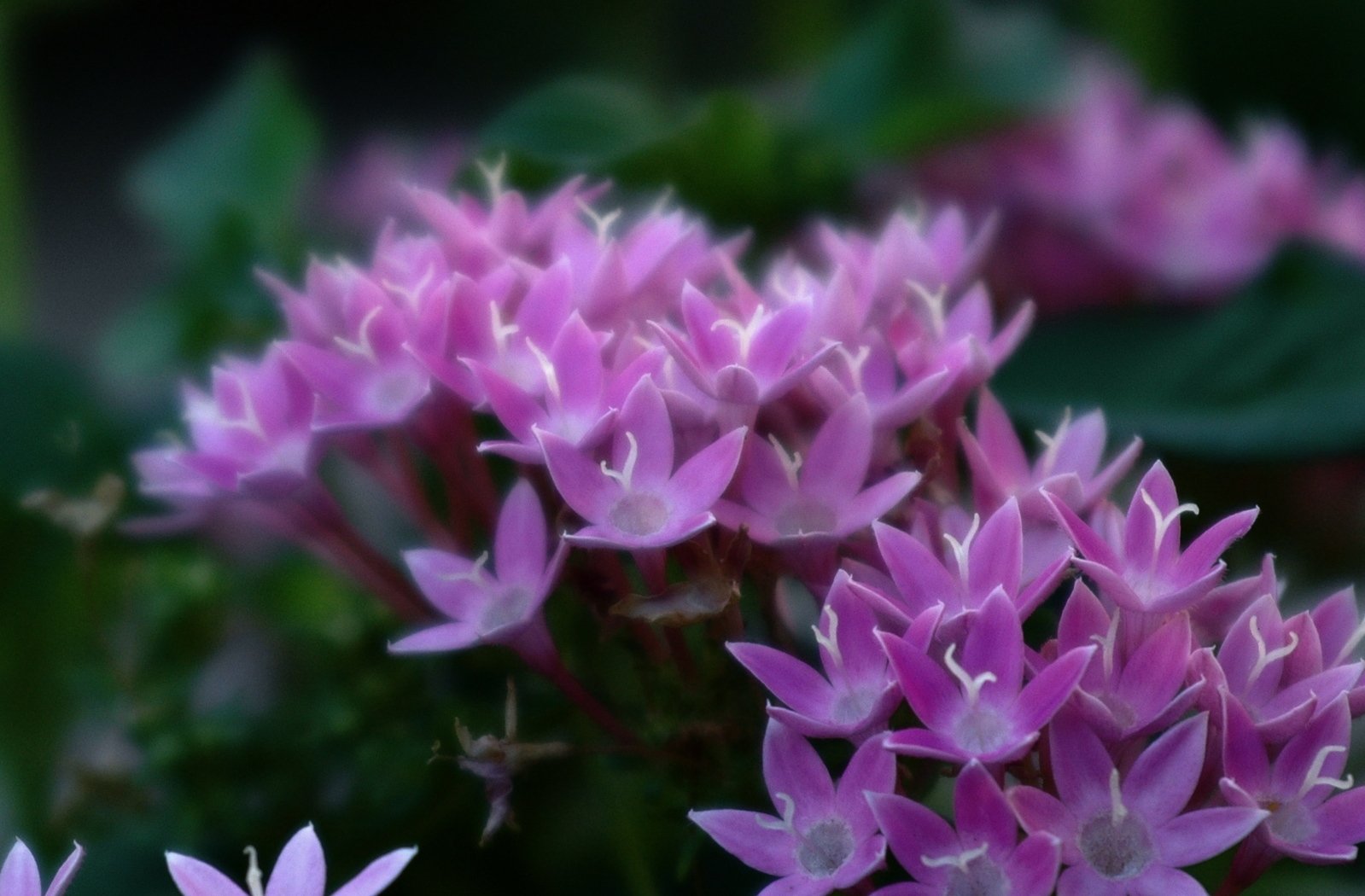 purple flowers that are standing out in the grass