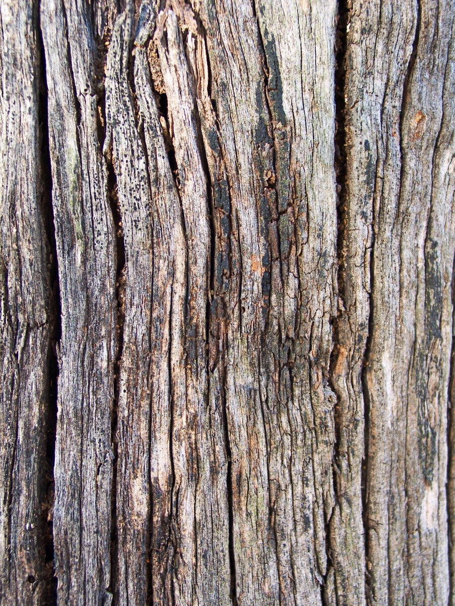 wood texture from a tree with a red stop sign