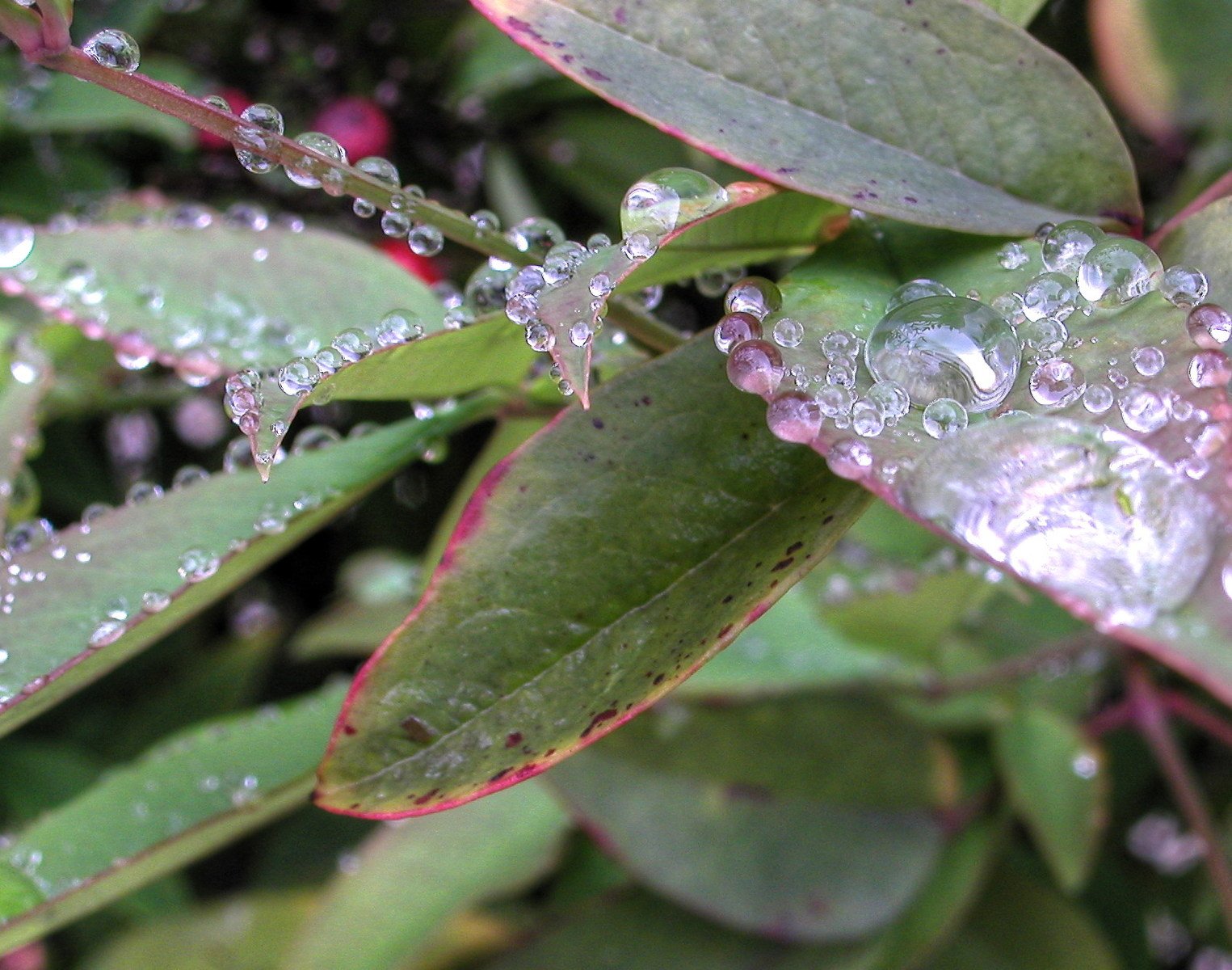 drops of water on the leaves of a plant