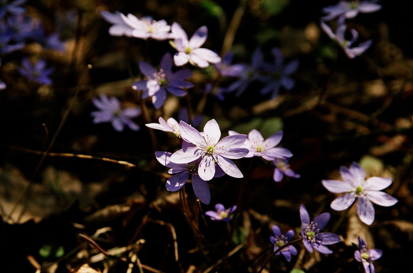 the purple flowers in the field are blooming