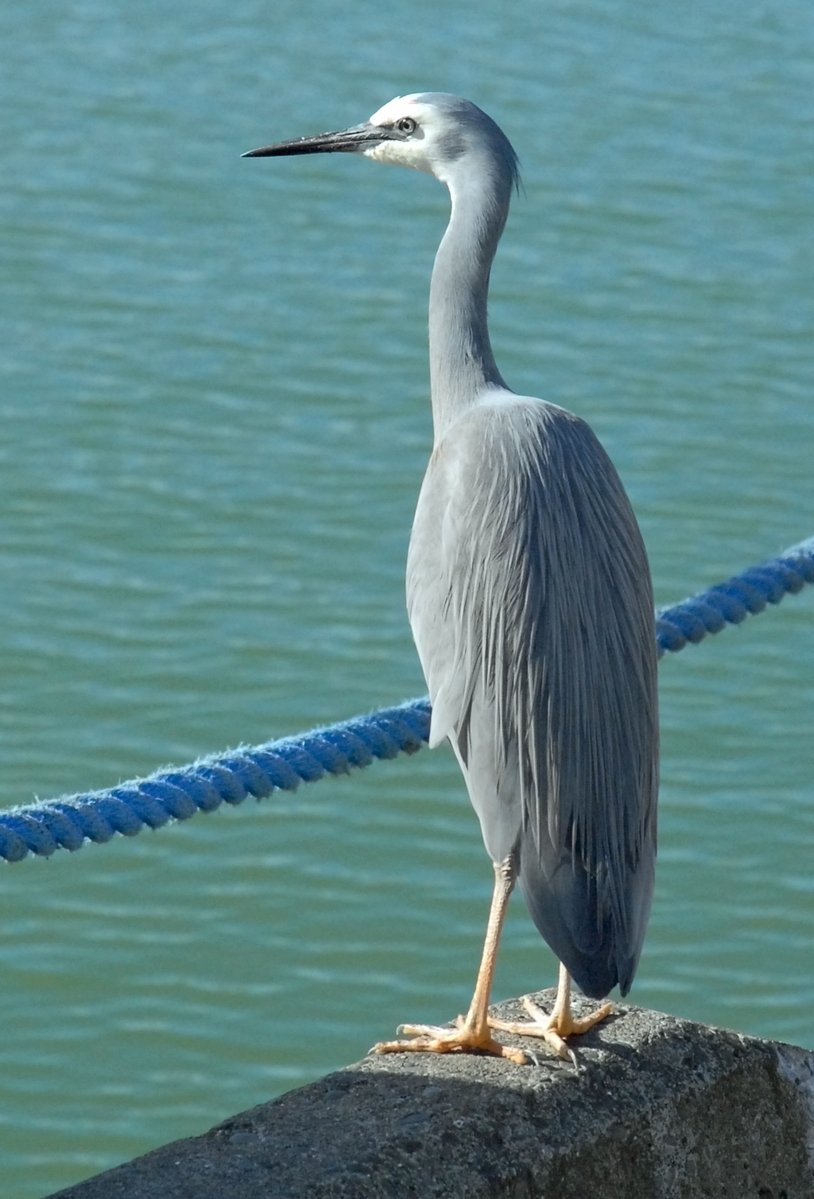 grey heron standing on stone by the water