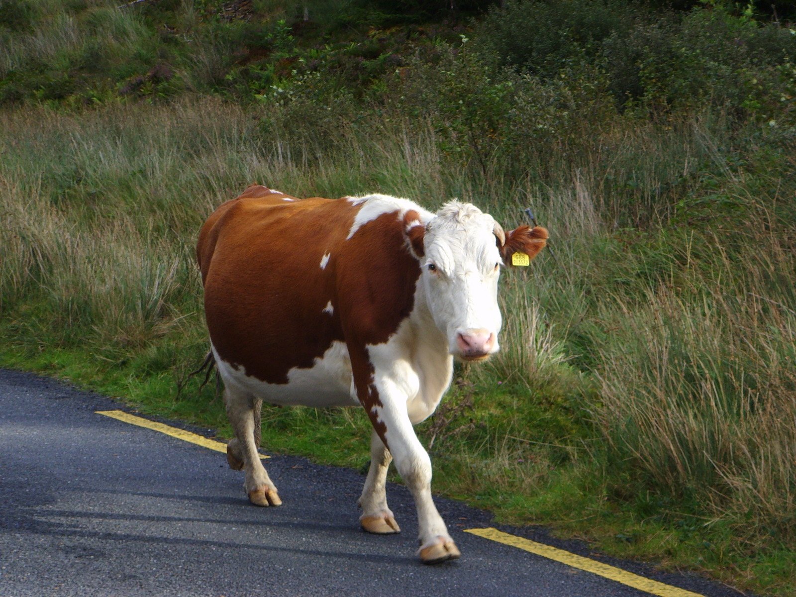 a brown and white cow is walking on a country road