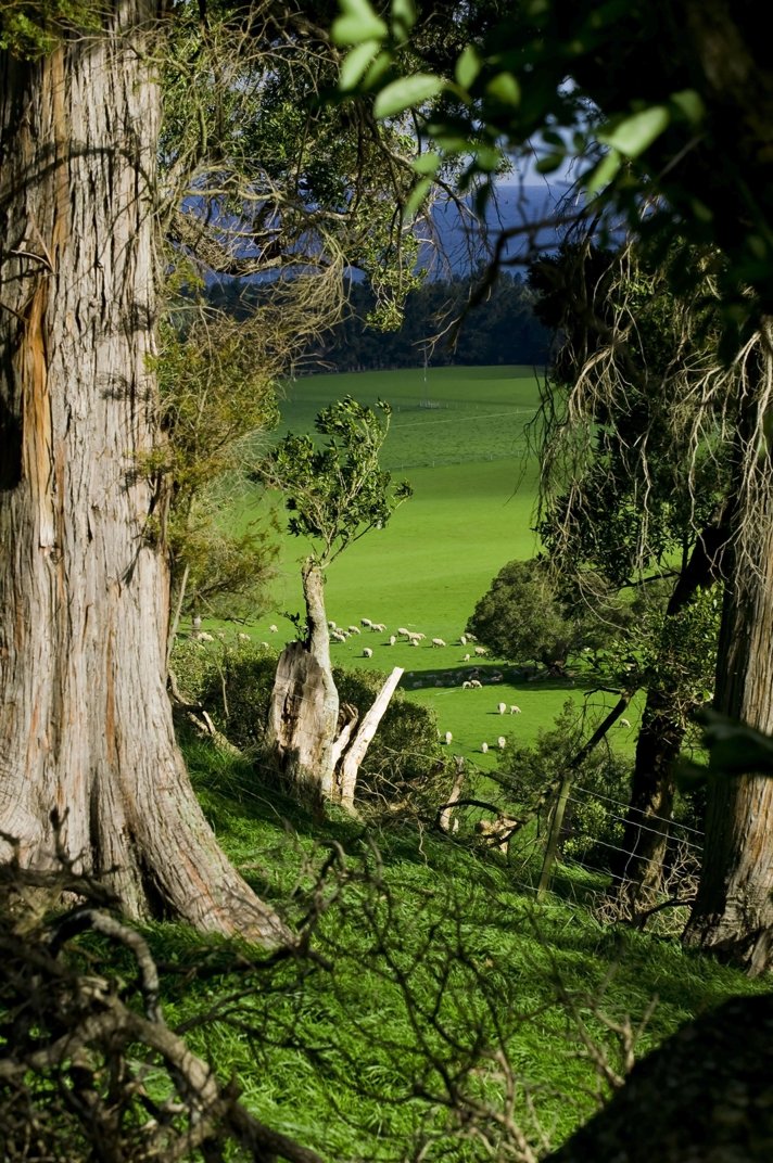 green area with lots of trees and grass