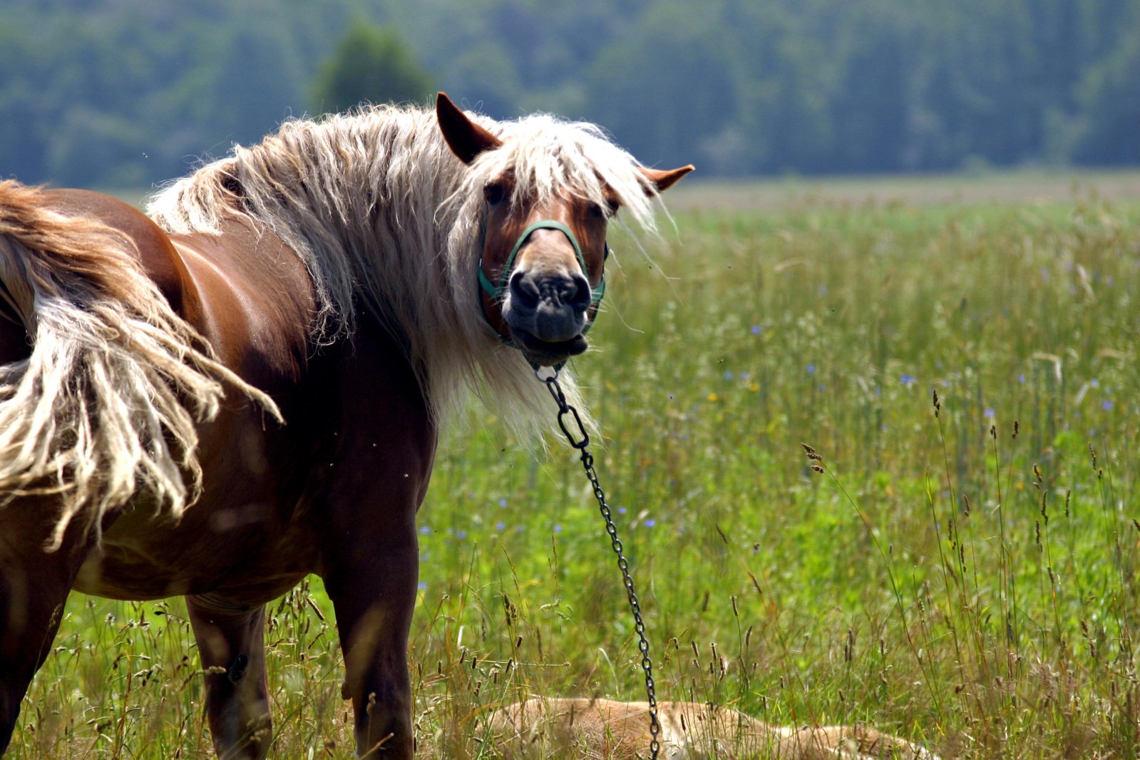 a brown and white horse with long mane is in the middle of a field