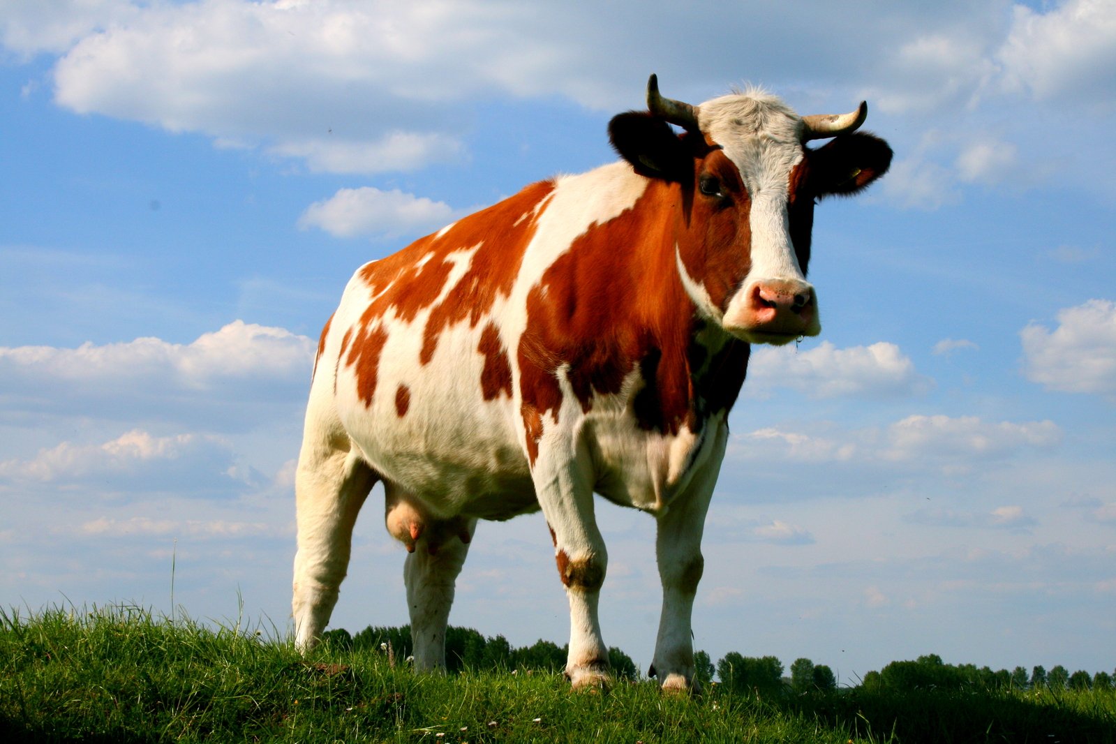 a cow with horns on in a field of grass