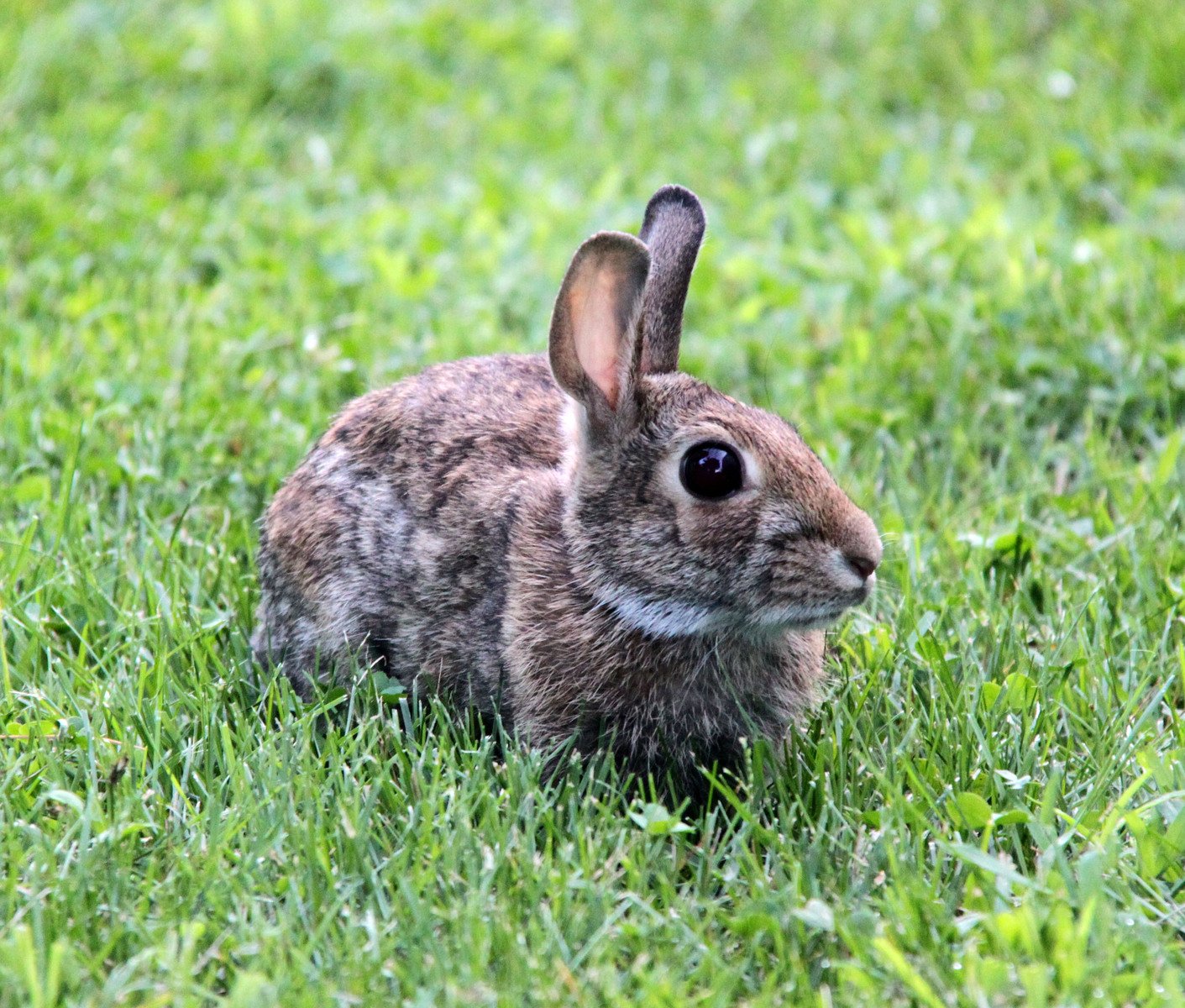 small rabbit in green grass with a black eye
