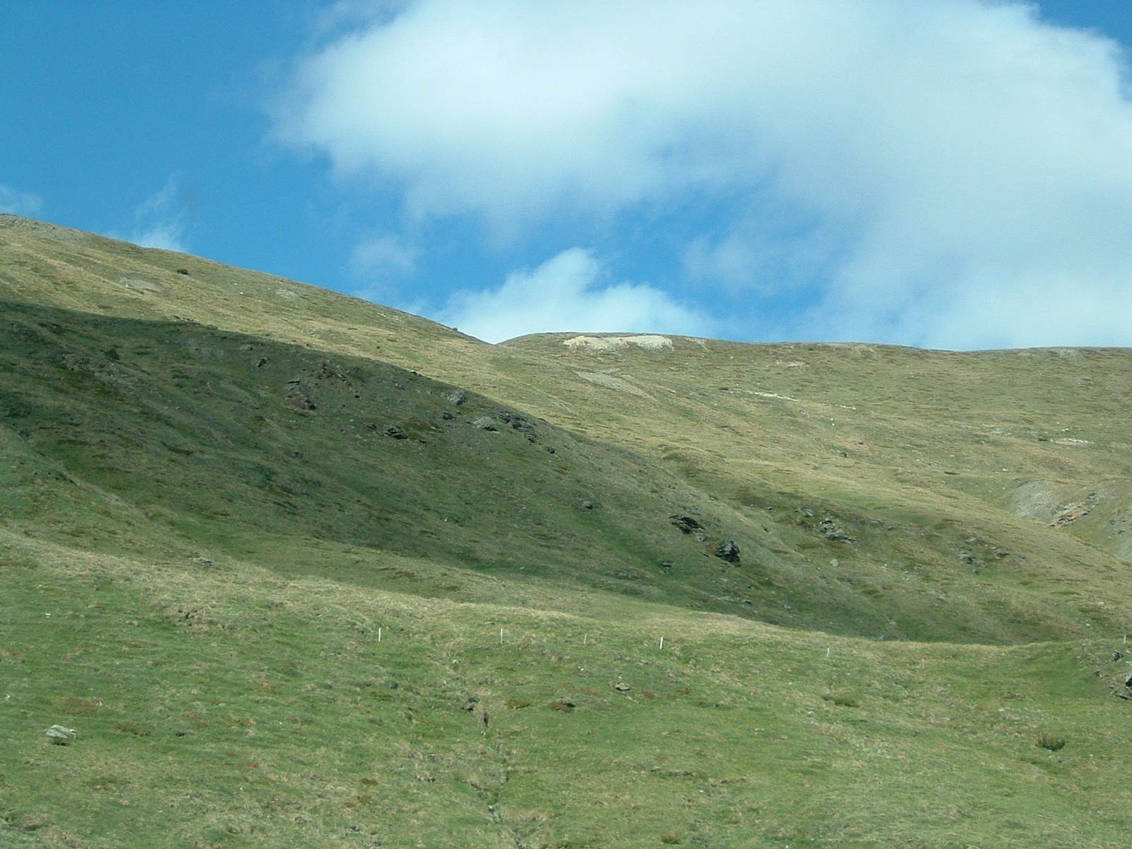 the cows grazing on the grass on the mountain side