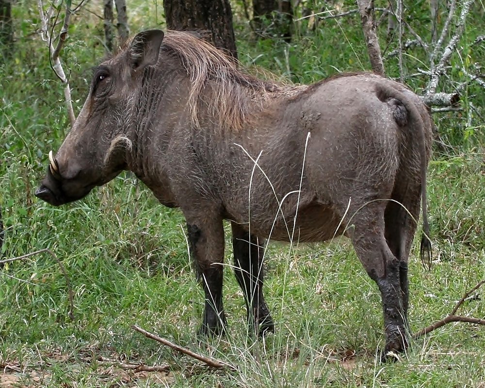 a wildebeest standing in the tall grass by some trees