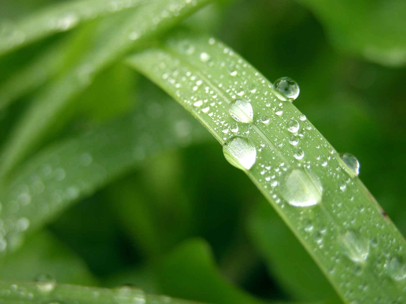 a single green leaf is covered in water drops