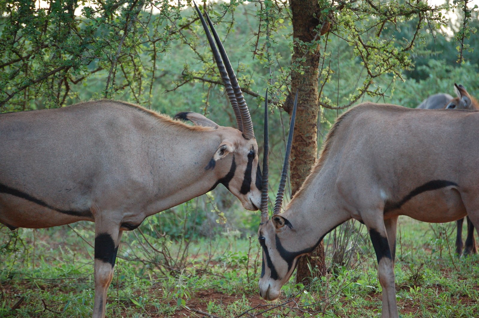 two gazelles facing each other in front of a tree