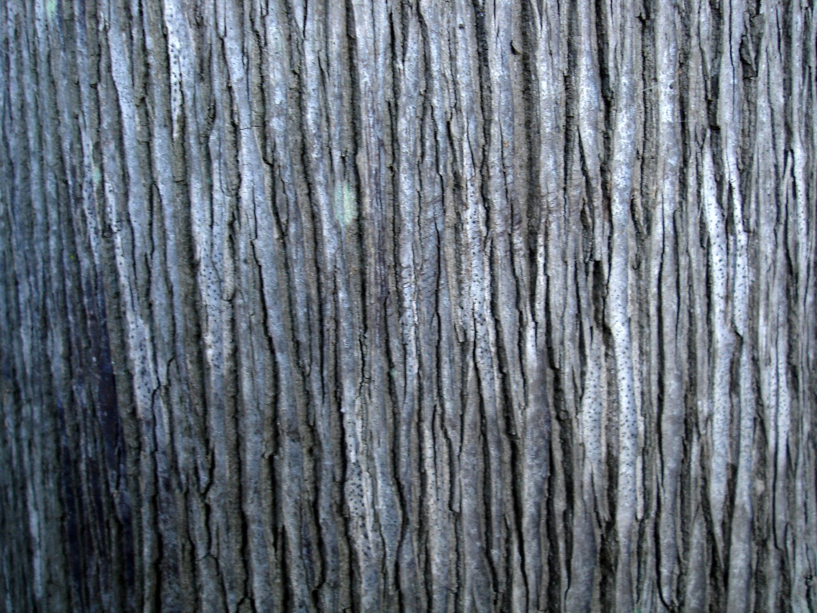 the bark of a tree has very thin lines