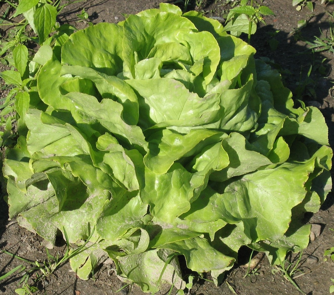 a close up of many green lettuce plants