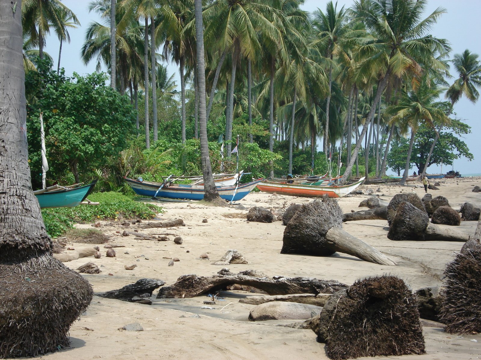 a beach with palm trees and some boats docked